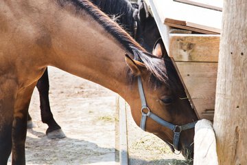 Horseback riding