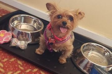 Pet-friendly amenities