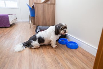 Pet-friendly amenities