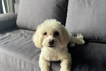 Pet-friendly