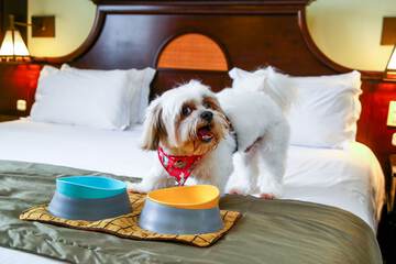 Pet-friendly