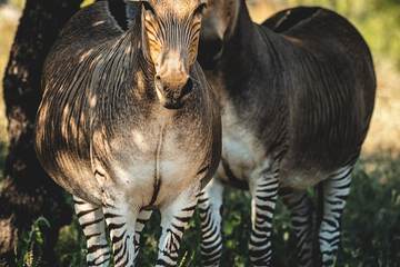 Safari