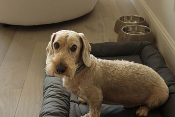 Pet-friendly
