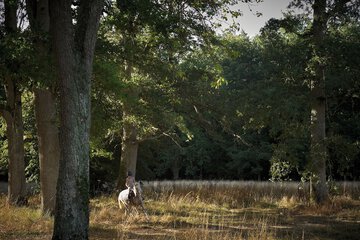 Horseback riding