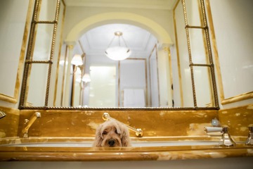Pet-friendly