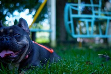 Pet-friendly amenities