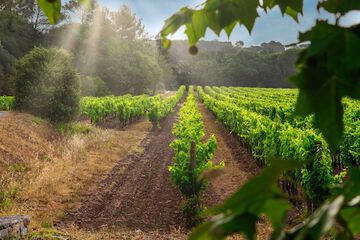 Vineyard