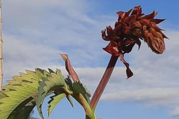 Photo 30
