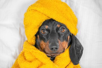 Pet-friendly amenities