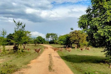 Safari