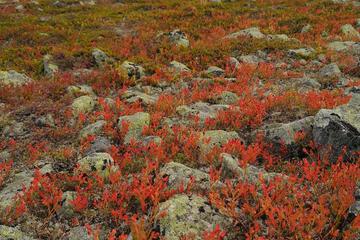 Photo 37