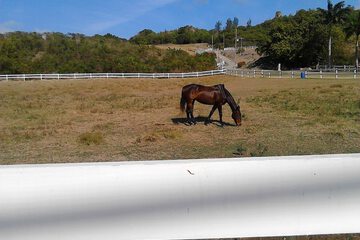Horseback riding