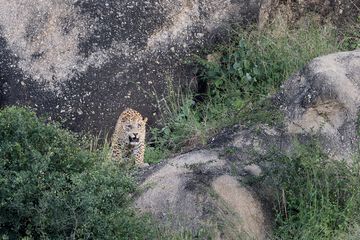 Safari