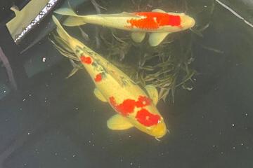 Photo 44