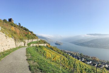 Vineyard