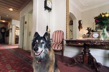 Pet-friendly