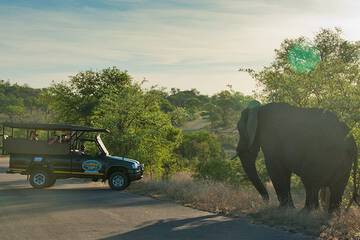 Safari