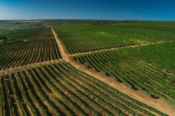Vineyard