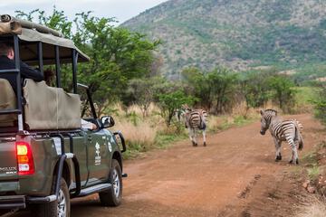 Safari