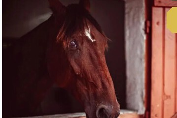 Horseback riding