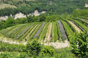 Vineyard