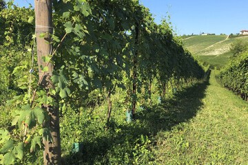 Vineyard view