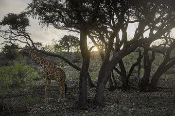 Safari