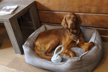 Pet-friendly