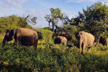 Safari