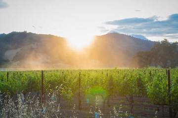 Vineyard view