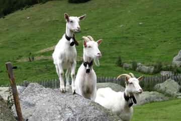 Photo 49