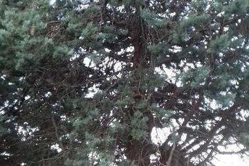 Photo 44
