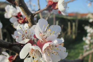 Photo 45