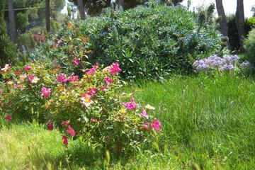 Photo 37