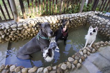 Pet-friendly