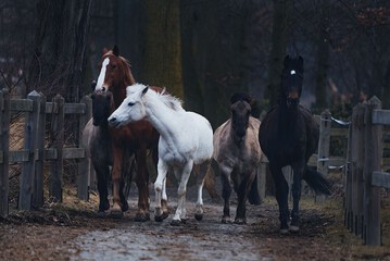 Horseback riding