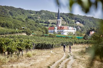 Vineyard