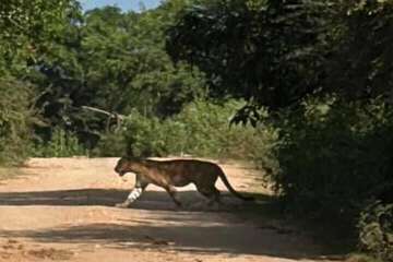 Safari
