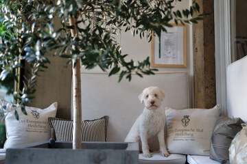 Pet-friendly