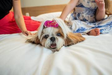 Pet-friendly