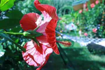 Photo 67