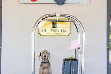 Pet-friendly
