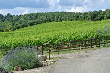 Winery