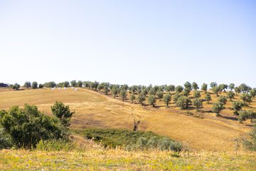 Land view from property