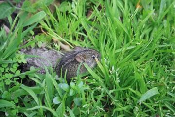 Photo 79