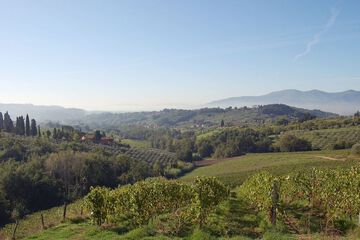 Vineyard