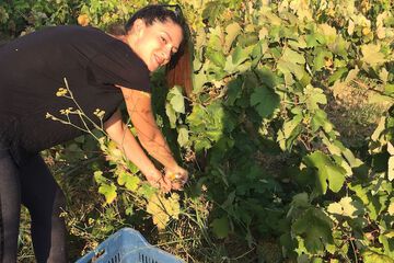Vineyard