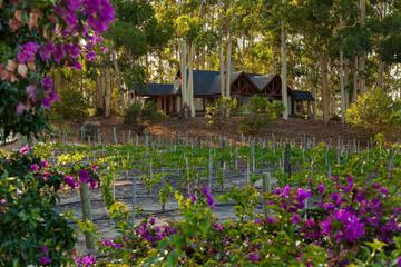 Vineyard