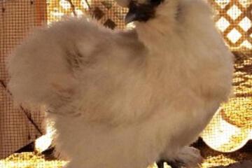 Photo 46