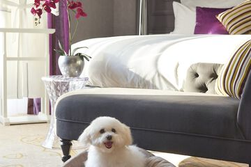 Pet-friendly